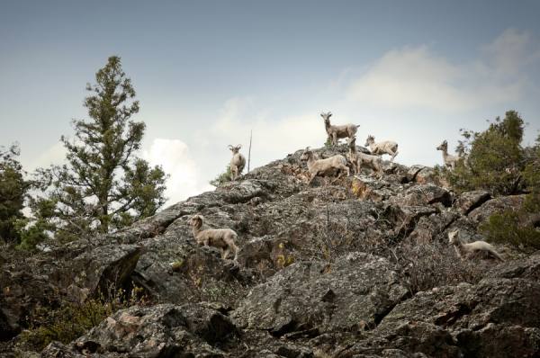 Photograph Eric Prine Bighorn Sheep on One Eyeland